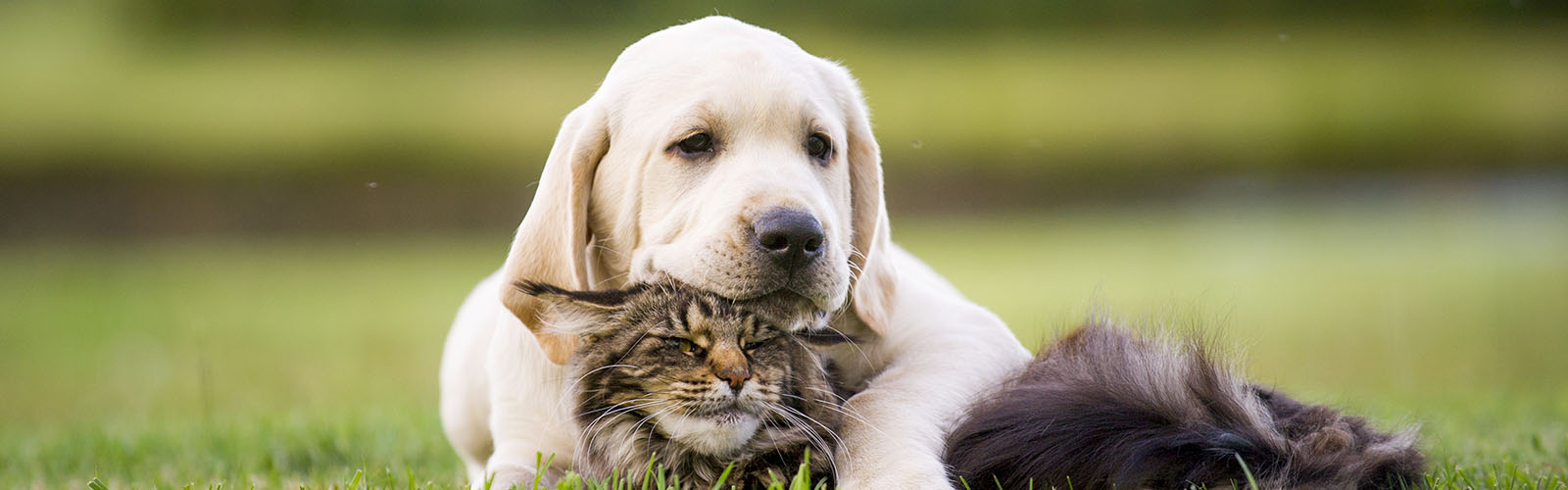 Companion Care Veterinary Clinic Overland Park KS