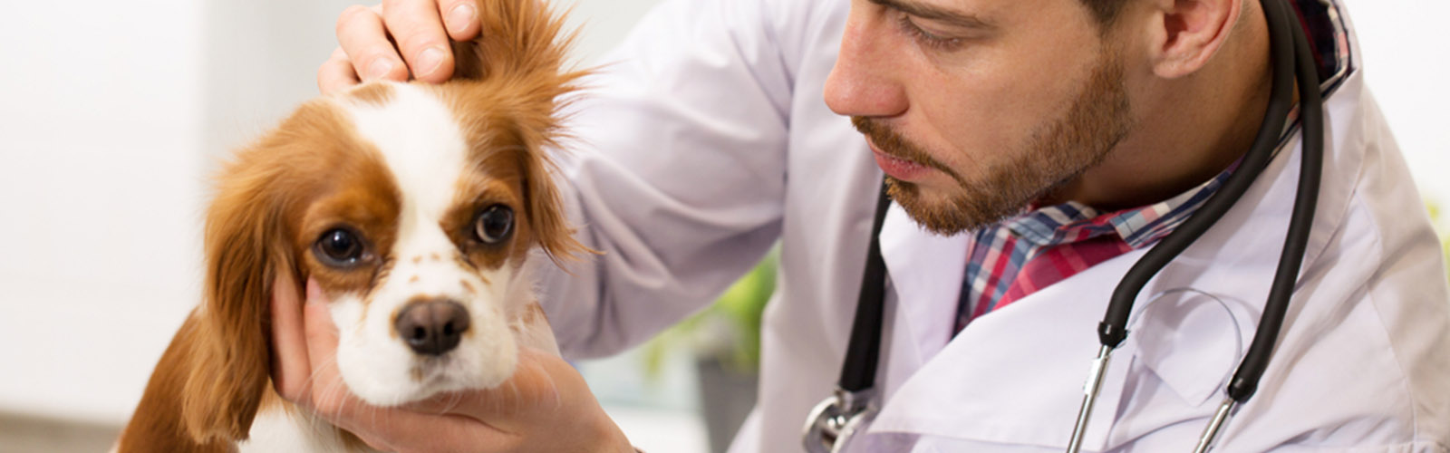 Companion Care Veterinary Clinic Overland Park KS