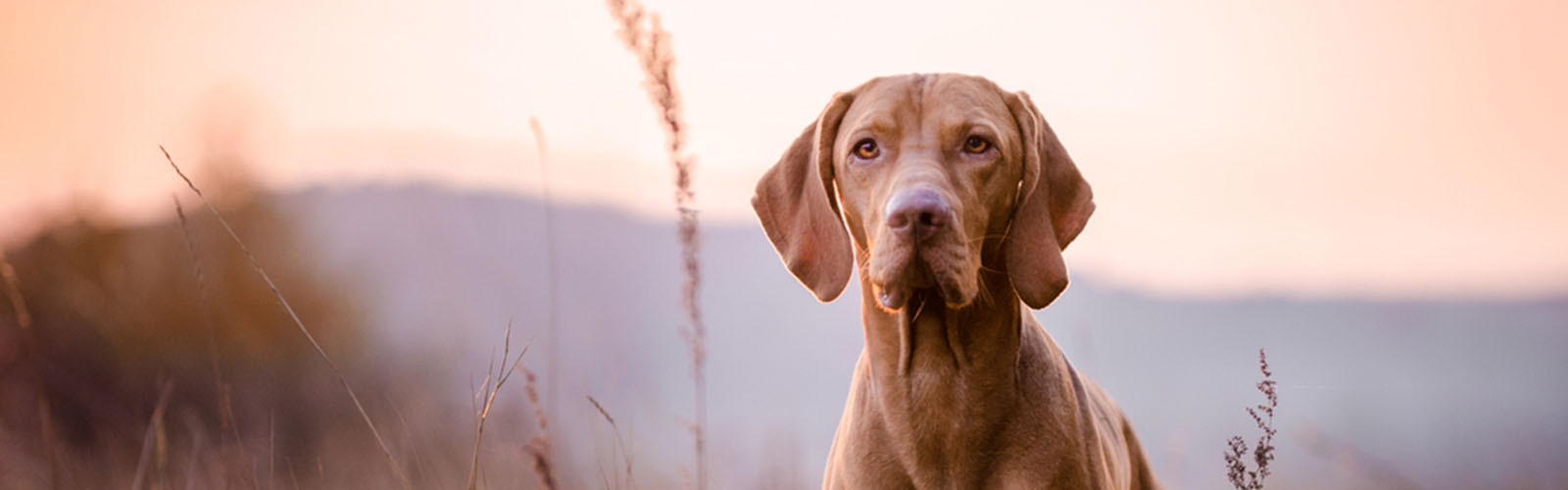 Companion Care Veterinary Clinic Overland Park KS