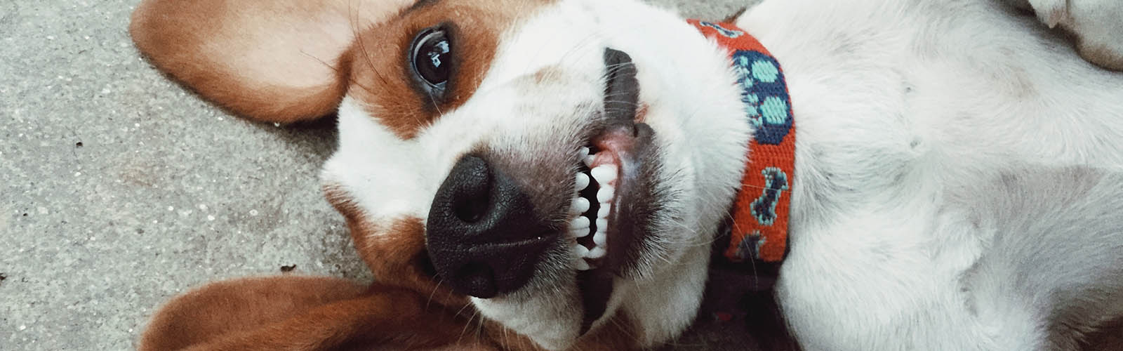 Companion Care Veterinary Clinic Overland Park KS