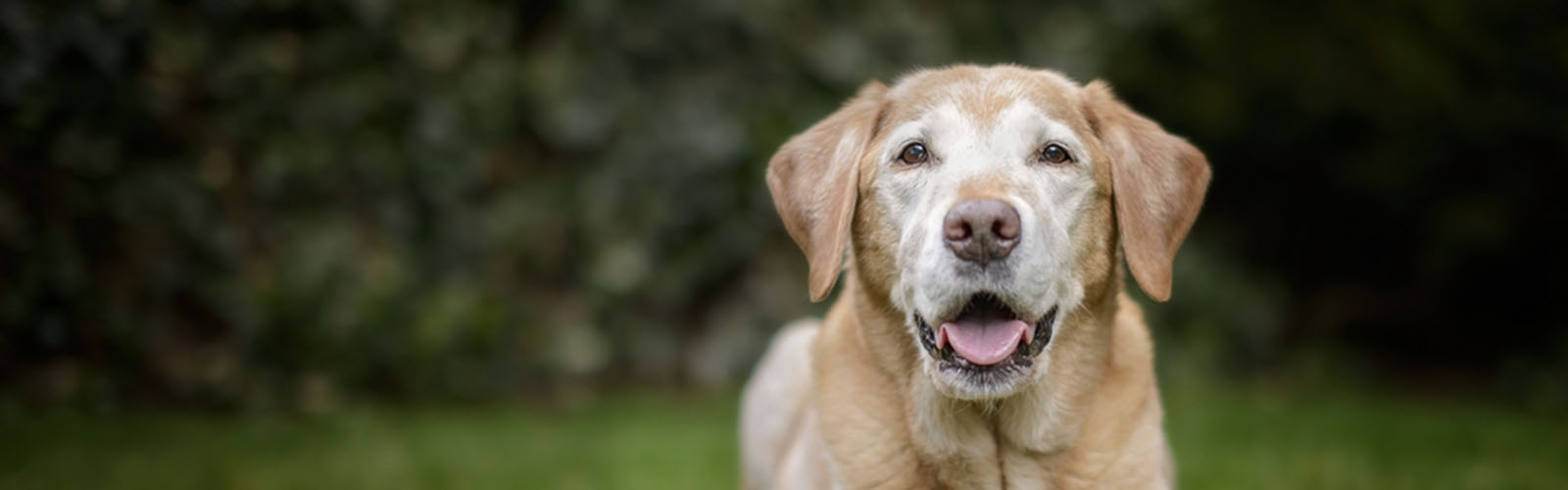 Companion Care Veterinary Clinic Overland Park KS