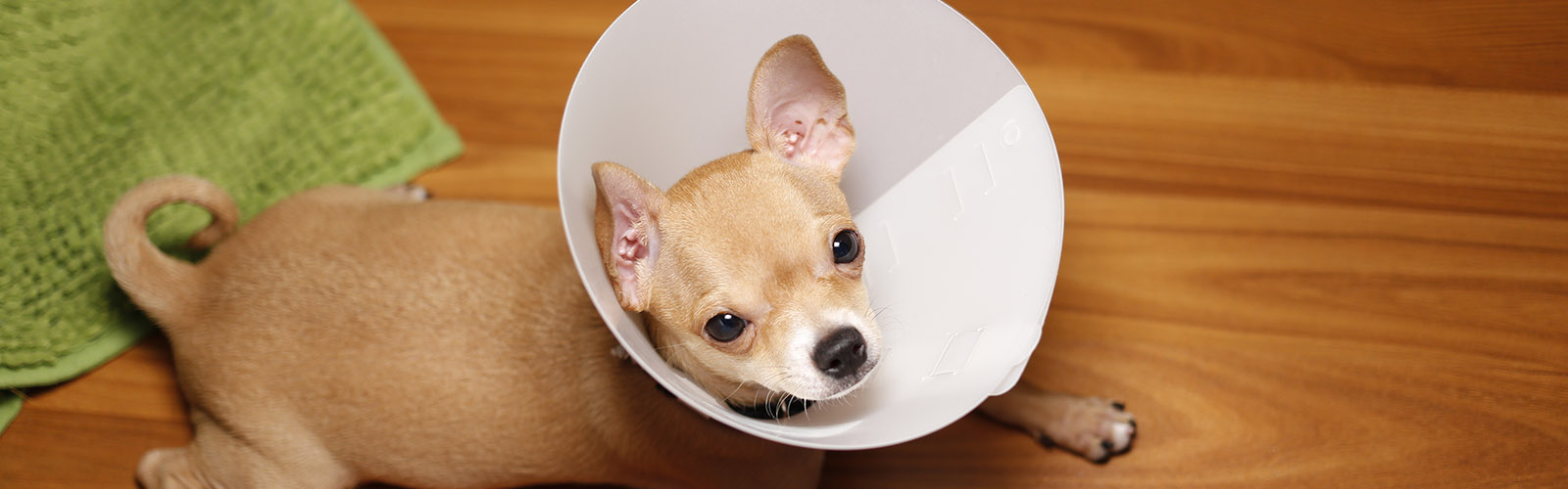 Companion Care Veterinary Clinic Overland Park KS