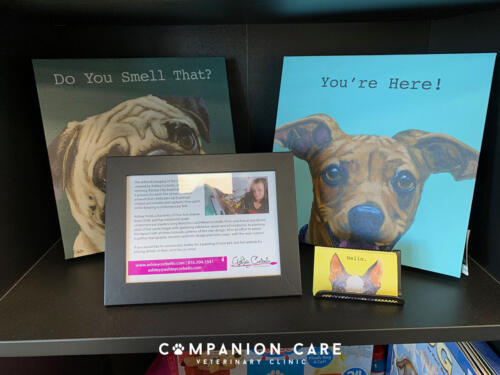 Companion Care Vet Clinic - Overland Park, KS