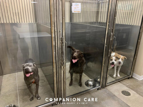 Companion Care Vet Clinic - Overland Park, KS