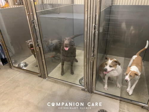 Companion Care Vet Clinic - Overland Park, KS