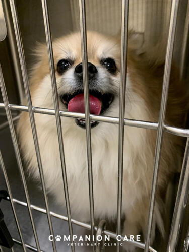 Companion Care Vet Clinic - Overland Park, KS