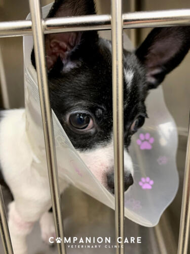 Companion Care Vet Clinic - Overland Park, KS