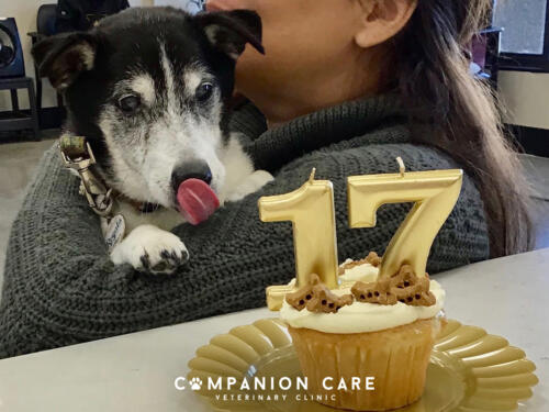 Companion Care Vet Clinic - Overland Park, KS