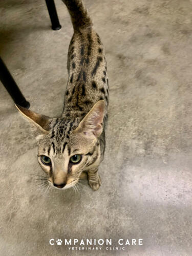 Companion Care Vet Clinic - Overland Park, KS