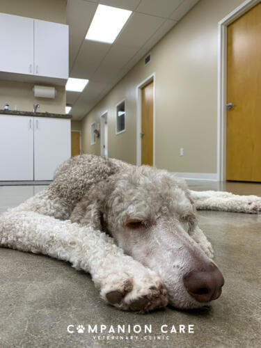 Companion Care Vet Clinic - Overland Park, KS