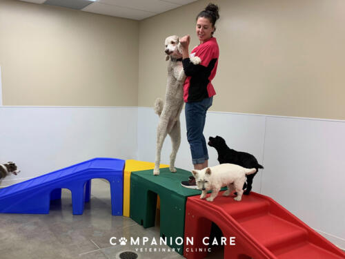 Companion Care Vet Clinic - Overland Park, KS
