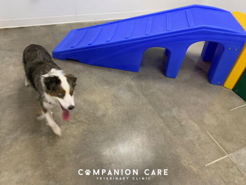 Companion Care Vet Clinic - Overland Park, KS