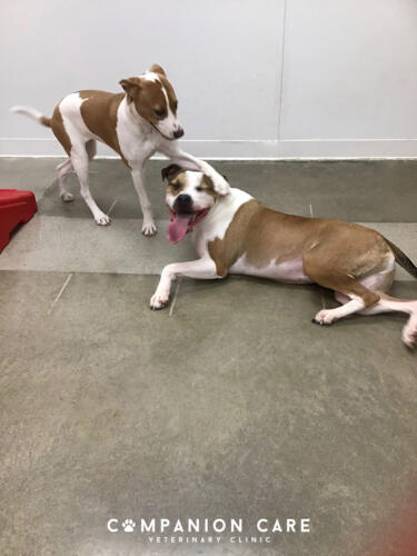 Companion Care Vet Clinic - Overland Park, KS