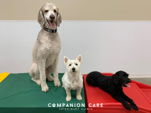 Companion Care Vet Clinic - Overland Park, KS