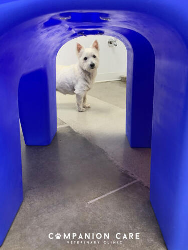 Companion Care Vet Clinic - Overland Park, KS