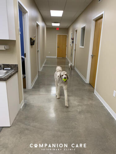 Companion Care Vet Clinic - Overland Park, KS