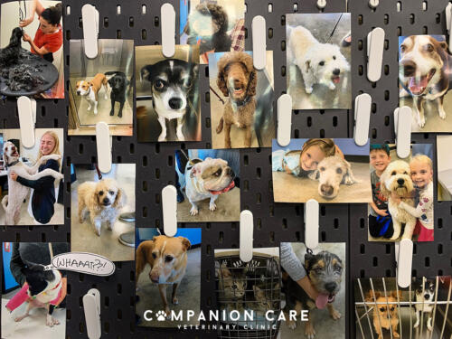 Companion Care Vet Clinic - Overland Park, KS