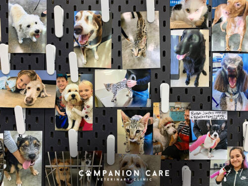 Companion Care Vet Clinic - Overland Park, KS