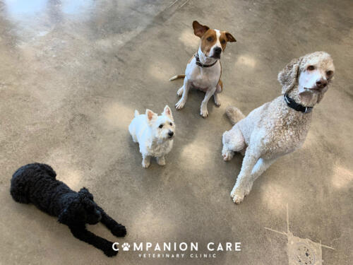 Companion Care Vet Clinic - Overland Park, KS